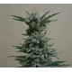 AK SKUNK *KALASHNIKOV SEEDS 5 SEMI FEM 