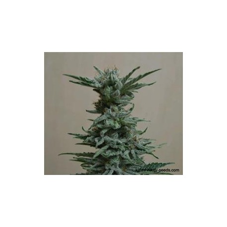 AK SKUNK *KALASHNIKOV SEEDS 5 SEMI FEM 