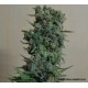 KALASHNIKOV ORIGINAL *KALASHNIKOV SEEDS 5 SEMI FEM 