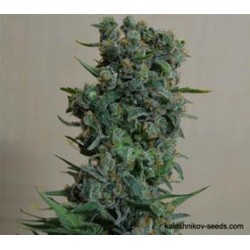 KALASHNIKOV ORIGINAL *KALASHNIKOV SEEDS 5 SEMI FEM 