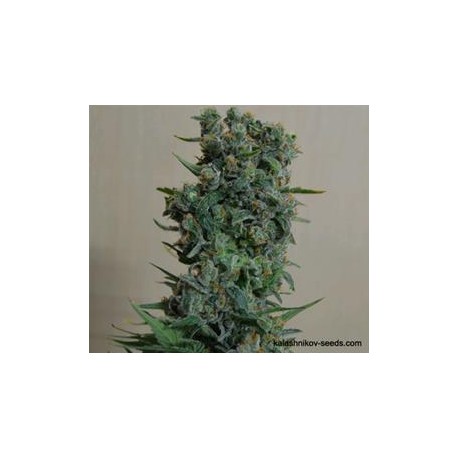 KALASHNIKOV ORIGINAL *KALASHNIKOV SEEDS 5 SEMI FEM 