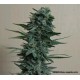 KUBANSKIY KILLER (UBIYZA) *KALASHNIKOV SEEDS 5 SEMI FEM 