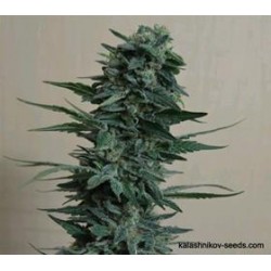 KUBANSKIY KILLER (UBIYZA) *KALASHNIKOV SEEDS 5 SEMI FEM 