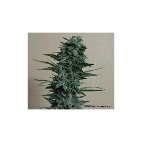 KUBANSKIY KILLER (UBIYZA) *KALASHNIKOV SEEDS 5 SEMI FEM 