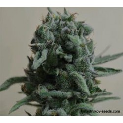 WHITE WIDOW 47 *KALASHNIKOV SEEDS 5 SEMI FEM 