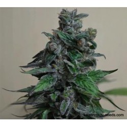 MOSCOW BLUEBERRY *KALASHNIKOV SEEDS 5 SEMI FEM 