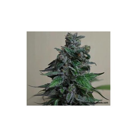 MOSCOW BLUEBERRY *KALASHNIKOV SEEDS 5 SEMI FEM 