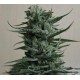 SIBERIAN HAZE *KALASHNIKOV SEEDS 5 SEMI FEM 