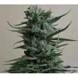 SIBERIAN HAZE *KALASHNIKOV SEEDS 5 SEMI FEM 