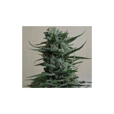 SIBERIAN HAZE *KALASHNIKOV SEEDS 5 SEMI FEM 