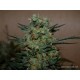 BAYKAL EXPRESSL *KALASHNIKOV SEEDS 5 SEMI FEM 