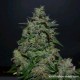 AK KUSH EXPRESS *KALASHNIKOV SEEDS 5 SEMI FEM 