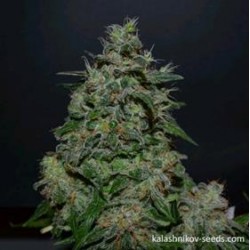 AK KUSH EXPRESS *KALASHNIKOV SEEDS 5 SEMI FEM 