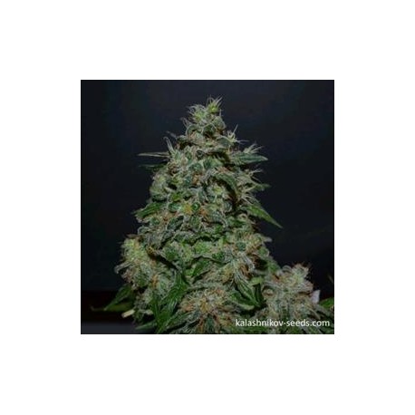 AK KUSH EXPRESS *KALASHNIKOV SEEDS 5 SEMI FEM 