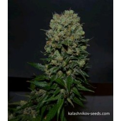 KALASHNIKOV ORIGINAL EXPRESS *KALASHNIKOV SEEDS 5 SEMI FEM 