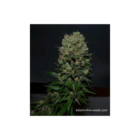 KALASHNIKOV ORIGINAL EXPRESS *KALASHNIKOV SEEDS 5 SEMI FEM 