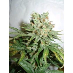 BLUE HAZE * HOMEGROWN FANTASEEDS FEM 5 SEMI 