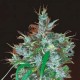 PANAMA HAZE * ACE SEEDS 3 SEMI FEM