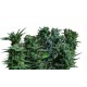 FEMINIZED MIX *KALASHNIKOV SEEDS 14 SEMI FEM 