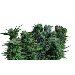 FEMINIZED MIX *KALASHNIKOV SEEDS 14 SEMI FEM 