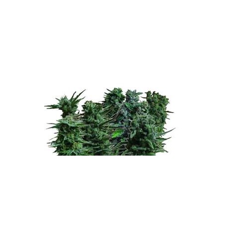 FEMINIZED MIX *KALASHNIKOV SEEDS 14 SEMI FEM 