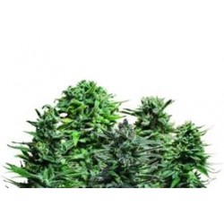 AUTOFLOWERING MIX*KALASHNIKOV SEEDS 10 SEMI FEM 