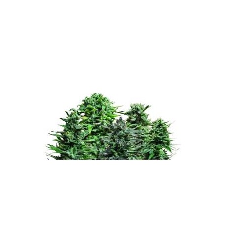 AUTOFLOWERING MIX*KALASHNIKOV SEEDS 10 SEMI FEM 