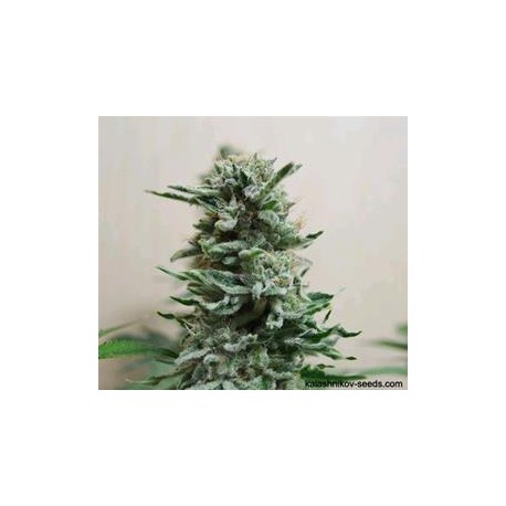 AK SKUNK AUTO *KALASHNIKOV SEEDS 10 SEMI FEM 