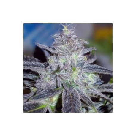 MALAKOFF * MEDICAL SEEDS FEM 10 SEMI 