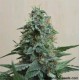 AK KUSH *KALASHNIKOV SEEDS 10 SEMI FEM 