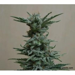 AK SKUNK *KALASHNIKOV SEEDS 3 SEMI FEM 