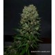 KALASHNIKOV ORIGINAL EXPRESS *KALASHNIKOV SEEDS 3 SEMI FEM 