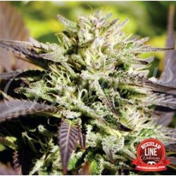 CARAMELO * DELICIOUS SEEDS SATIVA 7 SEMI REG