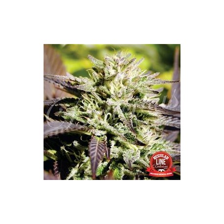 CARAMELO * DELICIOUS SEEDS SATIVA 7 SEMI REG