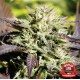 CARAMELO * DELICIOUS SEEDS SATIVA 15 SEMI REG