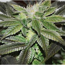 SUGAR CANDY * DELICIOUS SEEDS SATIVA 5 SEMI FEM