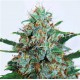 CRITICAL NEVILLE HAZE AUTO* DELICIOUS SEEDS SATIVA 3 SEMI FEM