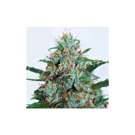 CRITICAL NEVILLE HAZE AUTO* DELICIOUS SEEDS SATIVA 3 SEMI FEM