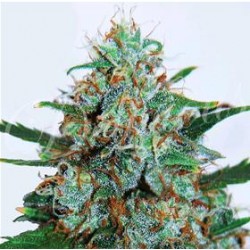 CRITICAL NEVILLE HAZE AUTO* DELICIOUS SEEDS SATIVA 1 SEME FEM