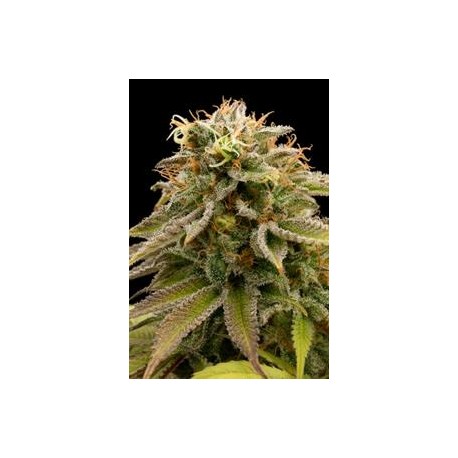 LEMON THAI KUSH *HUMBOLDT SEEDS 10 SEMI REG