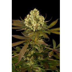 SOUR BLUEBERRY*HUMBOLDT SEEDS 5 SEMI REG