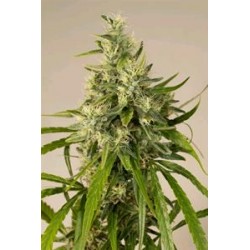 TRAINWRECK *HUMBOLDT SEEDS 10 SEMI REG