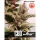 CBD ULTRA * PURE SEEDS 5 SEMI FEM