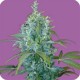 KABALA AUTO* SEEDS OF LIFE 3 SEMI FEM 