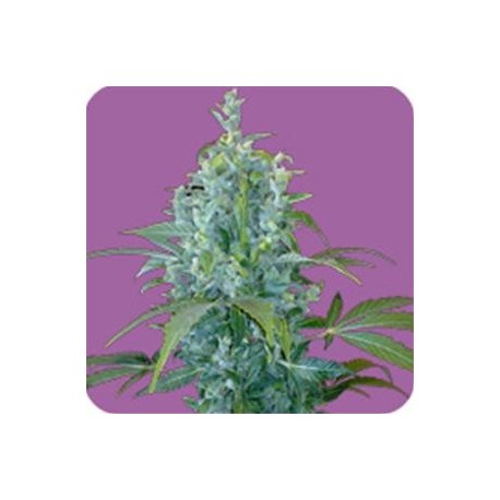 KABALA AUTO* SEEDS OF LIFE 3 SEMI FEM 