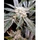 EL FUEGO * DNA GROW YOUR OWN 3 SEMI FEM