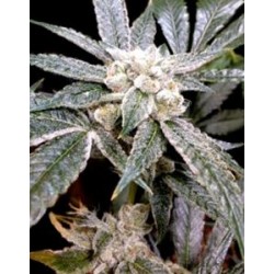 EL FUEGO * DNA GROW YOUR OWN 3 SEMI FEM