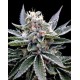 FLORIDA GOLD* DNA GROW YOUR OWN 3 SEMI FEM