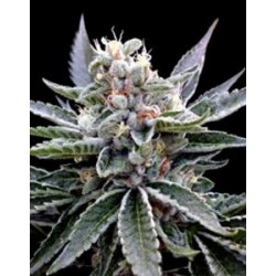 FLORIDA GOLD* DNA GROW YOUR OWN 3 SEMI FEM