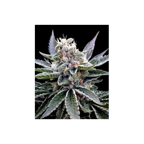 FLORIDA GOLD* DNA GROW YOUR OWN 3 SEMI FEM